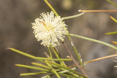 Acacia cupularis