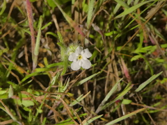 Cryptantha intermedia