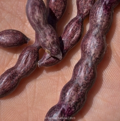Prosopis flexuosa