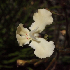 Stylidium chiddarcoopingense