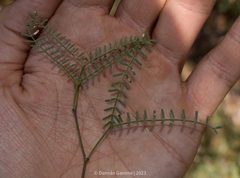 Prosopis flexuosa