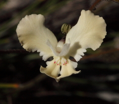 Stylidium chiddarcoopingense