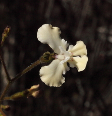 Stylidium chiddarcoopingense