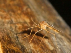 Culiseta inornata