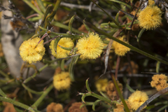 Acacia stenoptera