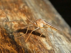 Culiseta inornata