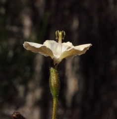 Stylidium chiddarcoopingense