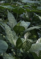 Dieffenbachia