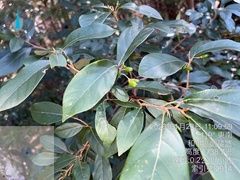 Litsea morrisonensis