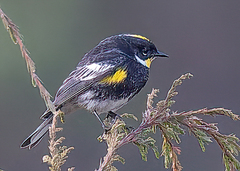 Setophaga coronata goldmani