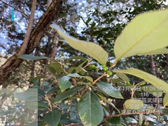 Litsea morrisonensis