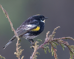 Setophaga coronata goldmani