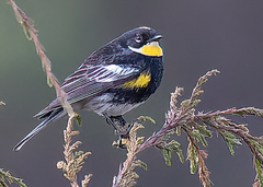 Setophaga coronata goldmani