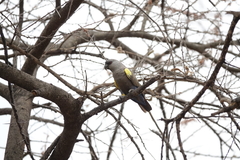 Poicephalus rueppellii