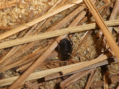 Parcoblatta americana