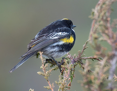 Setophaga coronata goldmani