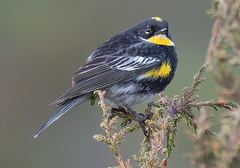 Setophaga coronata goldmani