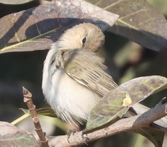 Phylloscopus sindianus