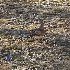 Streptopelia chinensis