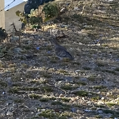 Streptopelia chinensis