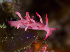 Okenia hallucigenia