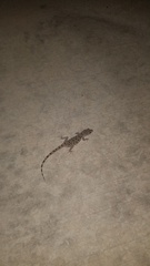Cyrtopodion scabrum