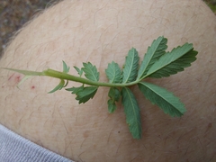 Acaena pallida