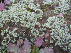 Ricciaceae