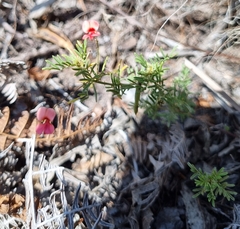 Indigofera heterophylla