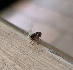 Scolypopa australis