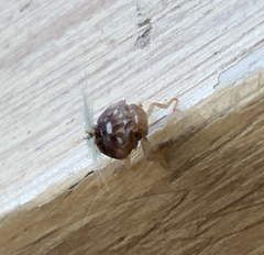 Scolypopa australis