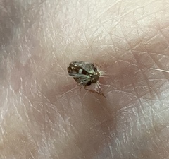 Scolypopa australis