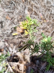 Indigofera heterophylla