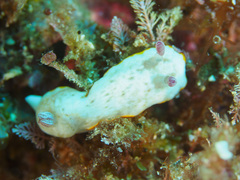 Goniobranchus verrieri