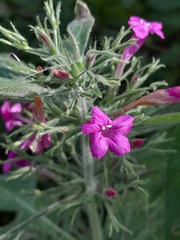 Ruellia inundata