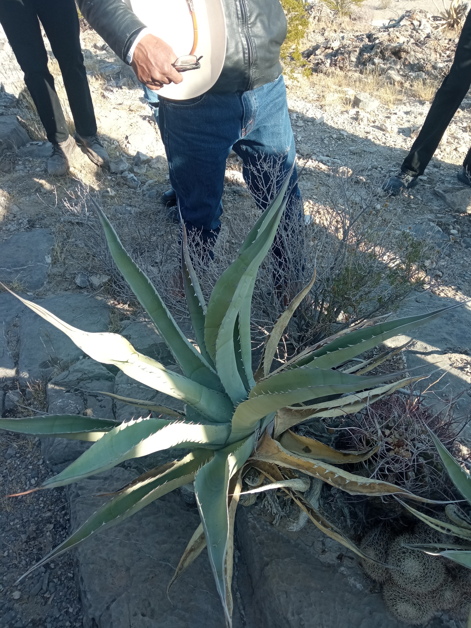 Agave asperrima