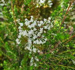 Struthiola hirsuta