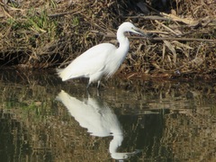 Egretta garzetta