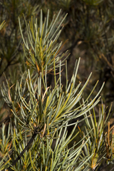 Banksia sphaerocarpa
