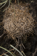 Banksia sphaerocarpa