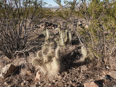 Opuntia diploursina