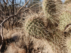 Opuntia diploursina