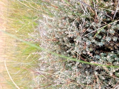 Acrothamnus colensoi