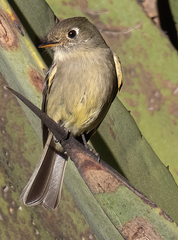 Empidonax affinis