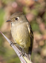 Empidonax affinis