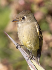 Empidonax affinis