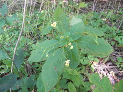 Impatiens parviflora