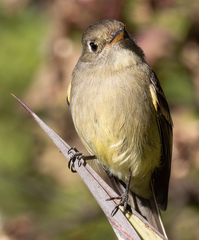 Empidonax affinis