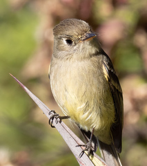 Empidonax affinis