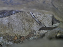 Chaetodipus